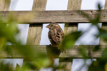 Common brown house sparrow perched on a fence in the garden