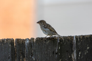 Common brown house sparrow perched on a fence in the garden
