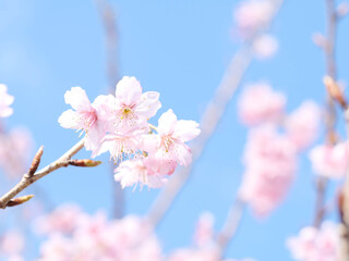 桜の花アップ