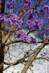 Naklejka premium Jacaranda tree in bloom