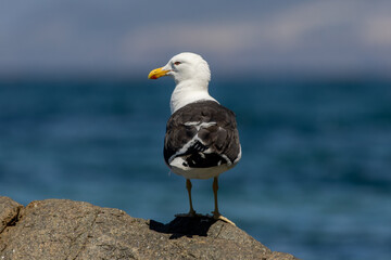 Pacific gull perched on a rock at the beach