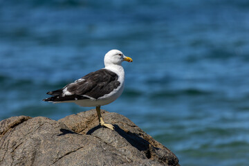 Pacific gull perched on a rock at the beach