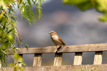 Common brown house sparrow perched on a fence in the garden