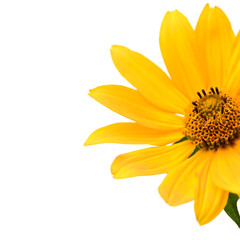 Jerusalem artichoke flower (topinambur) on white background