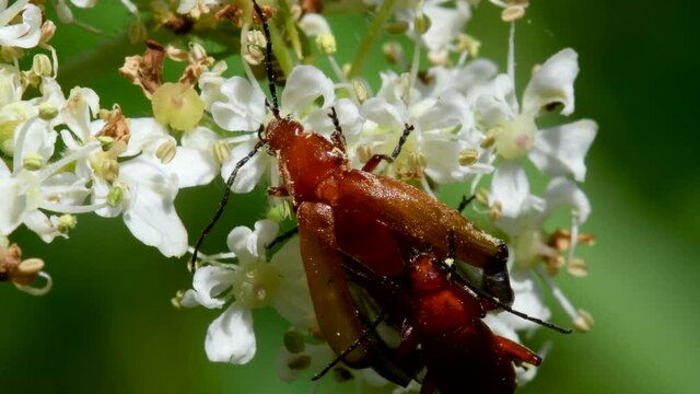 Pair of Soldier Beetle in copulation, their Latin name is Cantharis livida