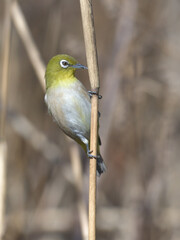 A cute green bird found in a swamp
