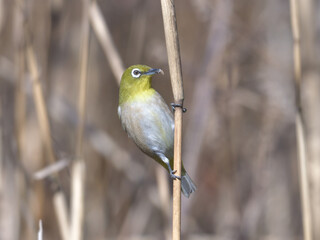 A cute green bird found in a swamp
