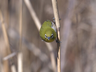 A cute green bird found in a swamp
