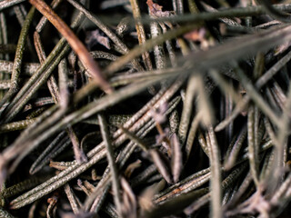 Closeup photo of dry thyme