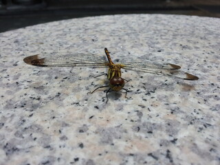 insect