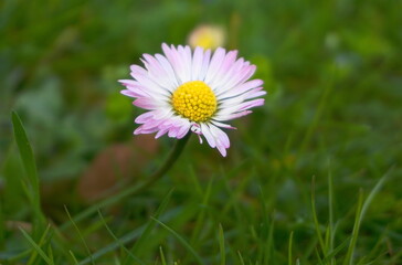 Obraz premium Beautiful Chamomile flower on green background in the morning sun close up.