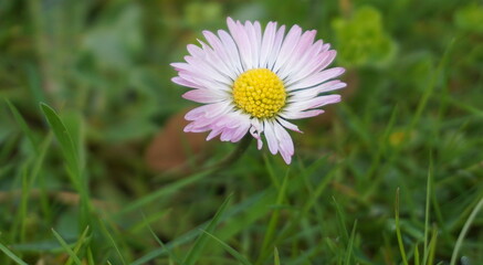 Obraz premium Beautiful Chamomile flower on green background in the morning sun close up.