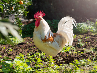 Rooster walking around the farm. Selective focus