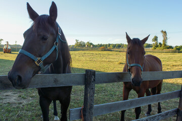 horse in the field