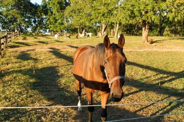horse in the field