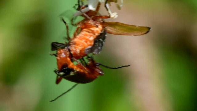 Pair of Soldier Beetle in copulation, their Latin name is Cantharis livida