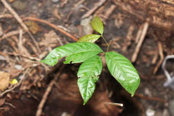 abandoned plant 