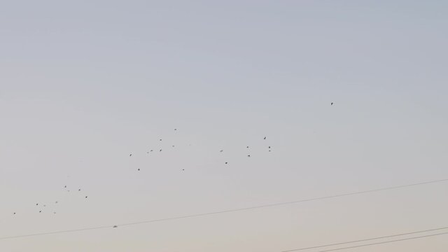 Flock Of Migratory Birds Flying Above The Powerlines During Daytime In Tokyo Japan. - Low Angle Shot