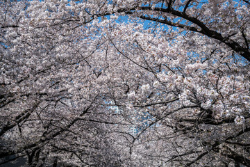 Tunnel of full blooming cherry blossom in spring.