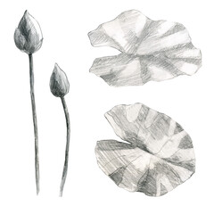 Lotus. Pencil lotus flower and leaves. Water lily. Pencil drawing of leaf stems and water lily buds.