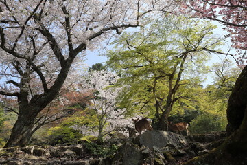 満開の桜を見つめる宮島の鹿たち