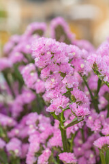 Pink limonium and green branches，Limonium sinense (Girard) Kuntze