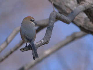 Shrike staying on a branch 