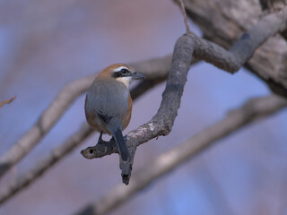 Shrike staying on a branch 