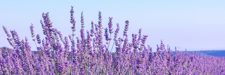 Lavender flowers panorama against a blue sky, with a place for text or logo
