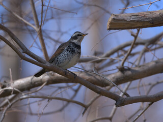 a thrush staying on a branch 