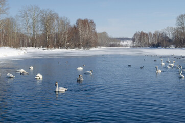 beautiful white swans on a blue lake. white swans on the water. winter lake with swans