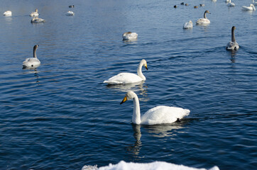 beautiful white swans on a blue lake. white swans on the water. winter lake with swans