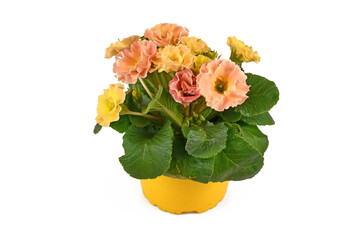 Blooming yellow and pink primrose 'Primula Acaulis' springflowers in flower pot isolated on white background