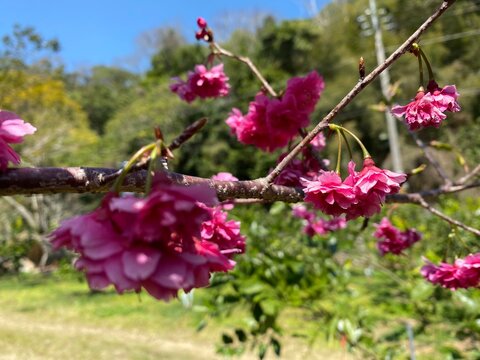 Spring offers a flurry of pink&nbsp;cherry blossoms&nbsp;in gardens and other areas. Worms-eye-view of white cherry blossom, flower, flora. Selective focus photograph of pink petal flowers on tree forest behind