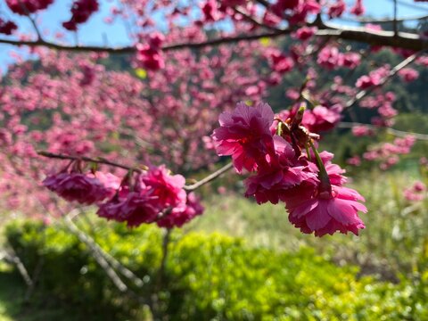 Spring offers a flurry of pink&nbsp;cherry blossoms&nbsp;in gardens and other areas. Worms-eye-view of white cherry blossom, flower, flora. Selective focus photograph of pink petal flowers on tree forest behind