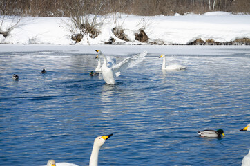 swan flaps its wings on the water. swans on the lake. beautiful white swans