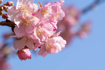 青空を背景にした早咲きの河津桜の花と蕾