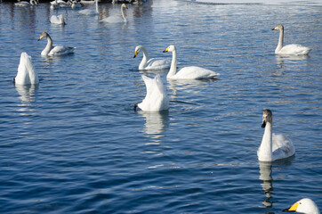 Fototapeta premium swans on the lake. beautiful white swans