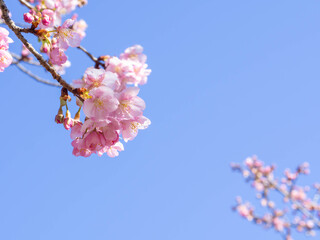 青空を背景にした早咲きの河津桜の花と蕾