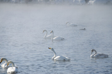 white swans. winter lake in the fog. lake in the fog with swans. a flock of swans swims on the water