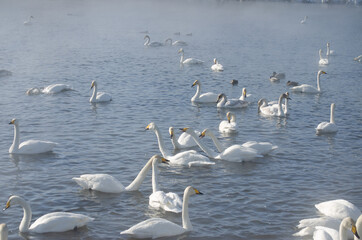 white swans. winter lake in the fog. lake in the fog with swans. a flock of swans swims on the water