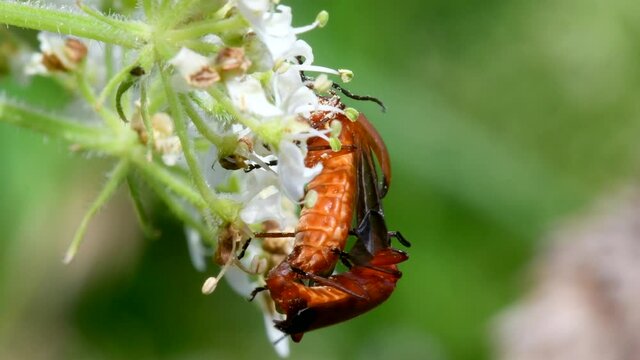 Pair of Soldier Beetle in copulation, their Latin name is Cantharis livida
