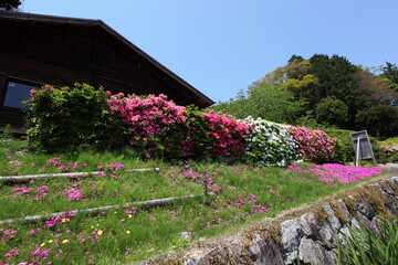 公園の芝桜とつつじ