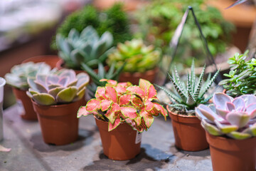 female holds glass florarium vase with succulent plants Small garden with miniature plants. Home indoor plants. DIY florarium. Colorful plants growing in glass geometric