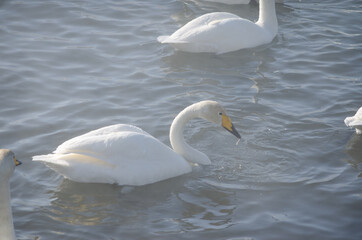 swans on the lake. beautiful white swans
