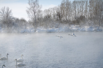 flying swans. swans fly over the water in the fog.