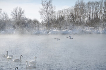 flying swans. swans fly over the water in the fog.
