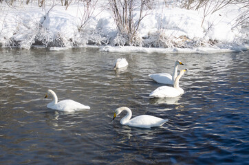 swans on the lake. beautiful white swans