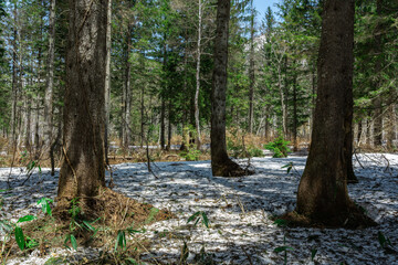雪が残るドイツトウヒの森