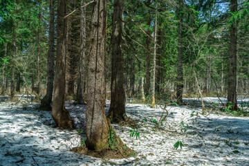 雪が残るドイツトウヒの森
